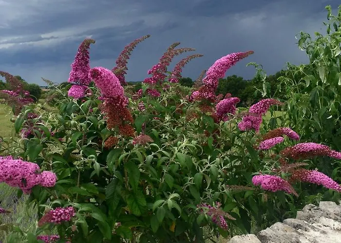Podere Papilio *
